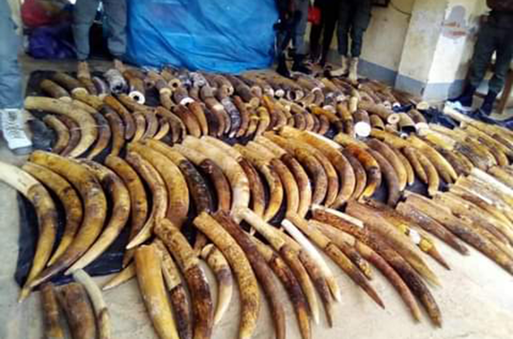 Over 1.3 tonnes of ivory were seized during the operation. Courtesy of Cameroon Customs
